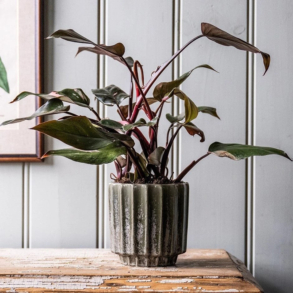 Scalloped Reactive Plant Pot - Green 1 Scalloped Reactive Plant Pot - Green