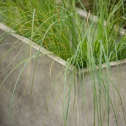 Rectangular Terrace Planter - Weathered Cream 15 Rectangular Terrace Planter - Weathered Cream -Perennials Sales pr2000048714 card6 lg