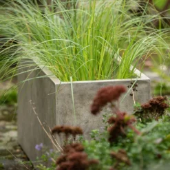 Rectangular Terrace Planter - Weathered Cream 16 Rectangular Terrace Planter - Weathered Cream -Perennials Sales pr2000048714 card7 lg