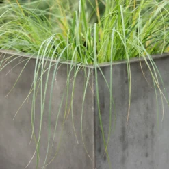 Square Terrace Planter - Weathered Cement 13 Square Terrace Planter - Weathered Cement -Perennials Sales pr2000048722 card5 lg