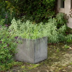 Square Terrace Planter - Weathered Cement 15 Square Terrace Planter - Weathered Cement -Perennials Sales pr2000048722 card7 lg