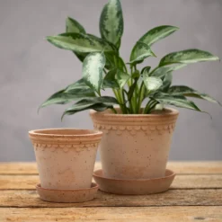 Scalloped Tapered Plant Pot With Saucer - Terracotta 7 Scalloped Tapered Plant Pot With Saucer - Terracotta -Perennials Sales pr2000049052 card3 lg