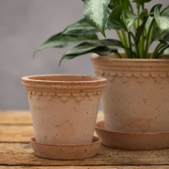 Scalloped Tapered Plant Pot With Saucer - Terracotta 8 Scalloped Tapered Plant Pot With Saucer - Terracotta -Perennials Sales pr2000049052 card4 lg