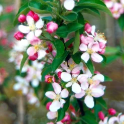 Malus × Zumi 'Golden Hornet' 5 Malus × Zumi 'Golden Hornet' -Perennials Sales tr0000004585 card3 lg