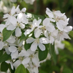 Malus 'John Downie' 5 Malus 'John Downie' -Perennials Sales tr0000004588 card3 lg