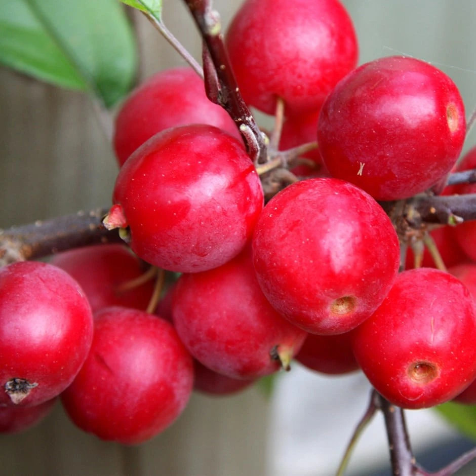 Malus × Robusta 'Red Sentinel' 1 Malus × Robusta 'Red Sentinel'