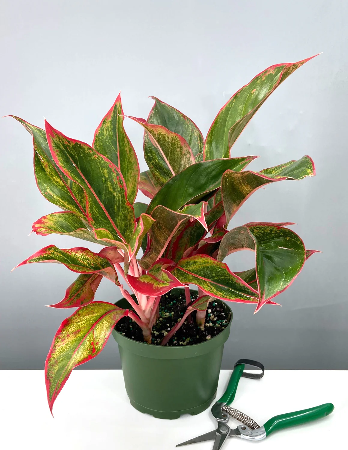 Perennials Sales -Perennials Sales